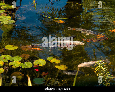 Koi Teich im Garten, Nutzhof Algund bei Meran, Region Süd Tyrol-Bolzano, Italien, Europa Stockfoto