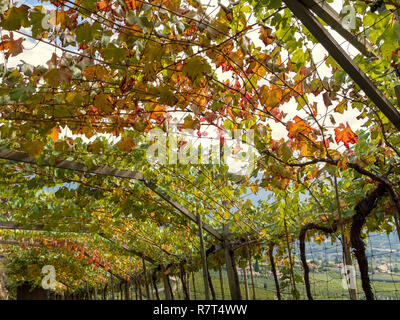 Wein anbau an Konrad, Algund Dorf in der Nähe von Meran, Region Süd Tyrol-Bolzano, Italien, Europa Stockfoto