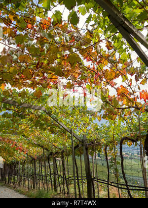 Wein anbau an Konrad, Algund Dorf in der Nähe von Meran, Region Süd Tyrol-Bolzano, Italien, Europa Stockfoto