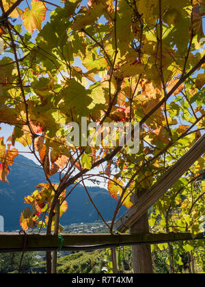 Wein anbau an Konrad, Algund Dorf in der Nähe von Meran, Region Süd Tyrol-Bolzano, Italien, Europa Stockfoto