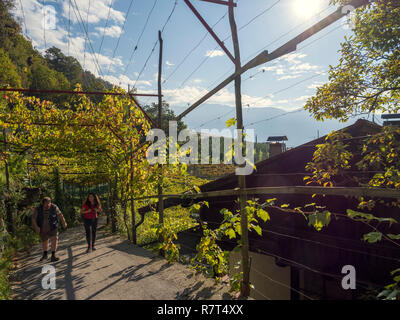 Wein anbau an Konrad, Algund Dorf in der Nähe von Meran, Region Süd Tyrol-Bolzano, Italien, Europa Stockfoto