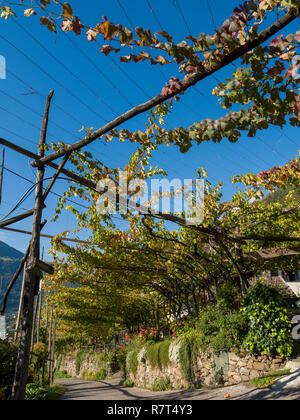 Wein anbau an Konrad, Algund Dorf in der Nähe von Meran, Region Süd Tyrol-Bolzano, Italien, Europa Stockfoto