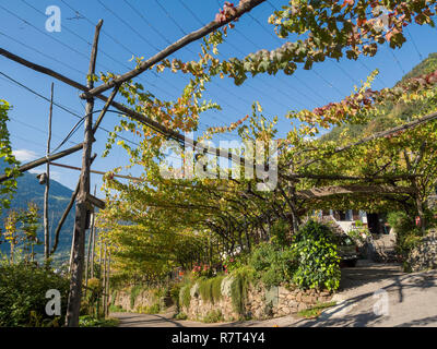 Wein anbau an Konrad, Algund Dorf in der Nähe von Meran, Region Süd Tyrol-Bolzano, Italien, Europa Stockfoto