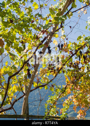 Wein anbau an Konrad, Algund Dorf in der Nähe von Meran, Region Süd Tyrol-Bolzano, Italien, Europa Stockfoto