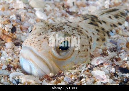 Greater Weever (aktaia Draco), Schwarzes Meer, Krim, Ukraine Stockfoto