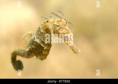 Kurze-snouted Seepferdchen (Hippocampus Hippocampus), Schwarzes Meer, Krim, Ukraine Stockfoto