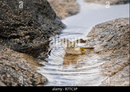 Amerikanische Schnäpperrohrsänger (Dendroica Petechien aureola), Galapagos Stockfoto