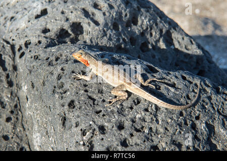 Galápagos Lava Lizard (Microlophus albemarlensis), Galapagos Stockfoto