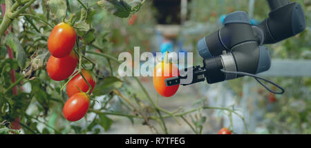 Intelligente Roboter in der Landwirtschaft futuristisches Konzept, Roboter Landwirte (Automatisierung) müssen programmiert werden in der Vertikalen oder indoor Farm für die Erhöhung des eff zu arbeiten Stockfoto