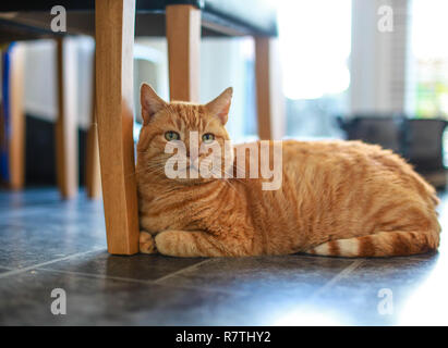 GINGER CAT SAT AUF DEM BODEN UNTER DEM TISCH Stockfoto