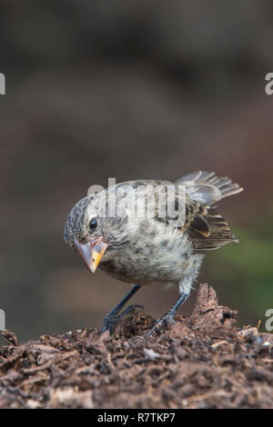 Galapagos Medium Ground-Finch (Geospiza Fortis), Insel Santa Cruz, Galápagos-Inseln, Ecuador Stockfoto