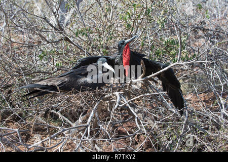 Paar herrlichen Fregattvögel (Fregata magnificens), Seymour Norte, Galapagos, Ecuador Stockfoto