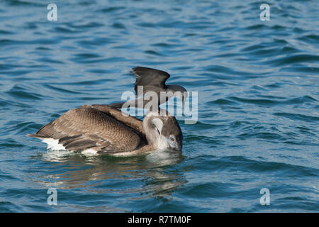 Braun Noddy (Anous stolidus galapagensis) sitzen auf dem Kopf eines Braunpelikan (Pelecanus occidentalis urinator) und zu versuchen, Stockfoto