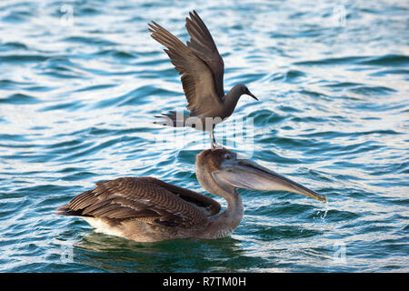 Braun Noddy (Anous stolidus galapagensis) sitzen auf dem Kopf eines Braunpelikan (Pelecanus occidentalis urinator) und zu versuchen, Stockfoto