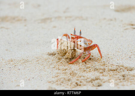 Ghost Crab (Ocypode Gaudichaudii), San Cristóbal Island, Galapagos, Ecuador Stockfoto