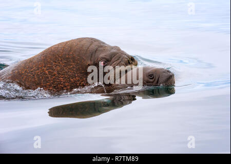 Walross (Odobenus rosmarus) schwimmen im Wasser, Erwachsene mit Jungen, Wrangel Insel, Sibirien, Russland Stockfoto