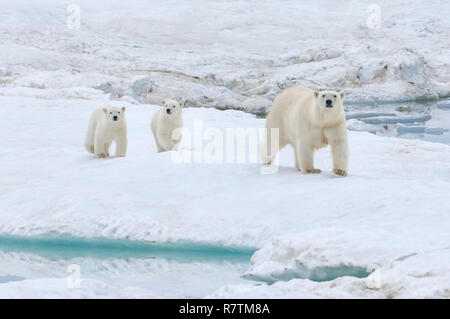 Eisbären (Ursus maritimus) zu Fuß auf einer Eisscholle in der Nähe von Wrangel Insel, UNESCO-Weltkulturerbe, Leistungsbeschreibung mit Jungen Stockfoto