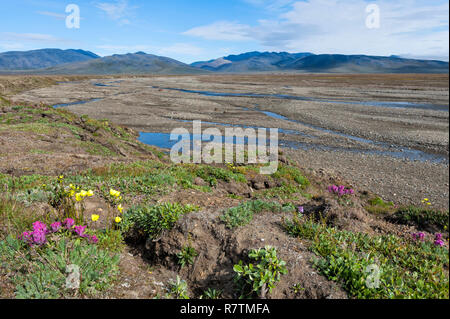 Riverbed , Fluss, in der Nähe der Zweifelhaft, Dorf, Wrangel Insel, Sibirien, Russland Stockfoto