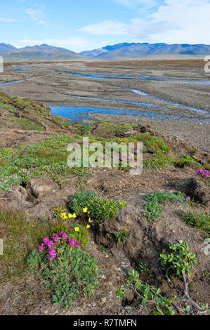 Riverbed , Fluss, in der Nähe der Zweifelhaft, Dorf, Wrangel Insel, Sibirien, Russland Stockfoto