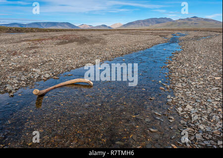 Mammut Tusk in einem Flussbett, zweifelhaft, Fluss, in der Nähe der Zweifelhaft, Dorf, Wrangel Insel, Sibirien, Russland Stockfoto