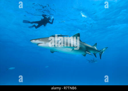 Scuba Diver mit shark Stick und Lemon shark (Negaprion brevirostris) mit schiffshaltern (Echeneidae) im blauen Wasser, Bahama, Bahamas Stockfoto