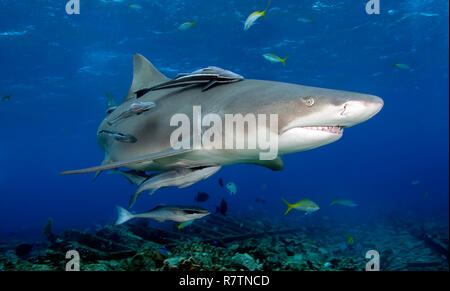 Lemon shark (Negaprion brevirostris) mit schiffshaltern (Echeneidae), Bahama, Bahamas Stockfoto