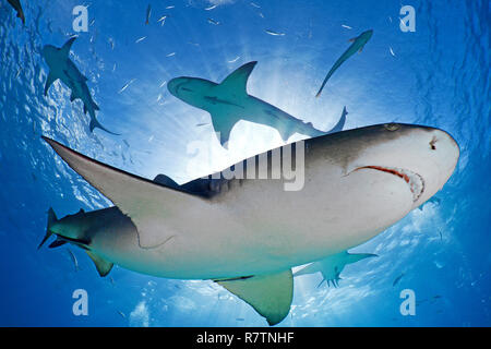 Lemon Sharks (Negaprion brevirostris) Schwimmen in lichtdurchfluteten blaues Wasser, Bahama, Bahamas Stockfoto