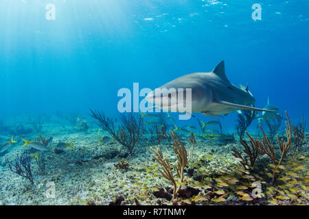 Lemon Sharks (Negaprion brevirostris) Schwimmen über eine Licht-Coral Reef überflutet, Bahama, Bahamas Stockfoto