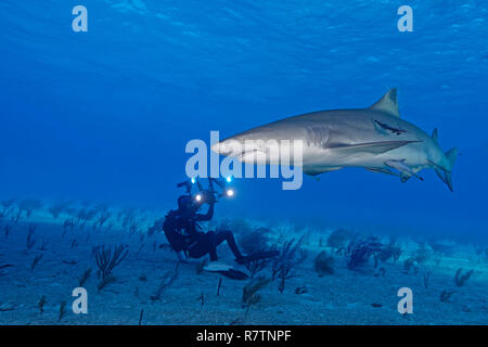 Scuba Diver Fotografien eine Lemon shark (Negaprion brevirostris) mit schiffshaltern (Echeneidae), Bahama, Bahamas Stockfoto