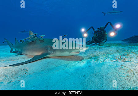 Scuba Diver Fotografien eine Lemon shark (Negaprion brevirostris) mit schiffshaltern (Echeneidae), Bahama, Bahamas Stockfoto