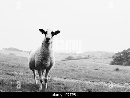 Ein neugieriger Suche Schafe in einem Feld Kopf auf die Kamera, Schwarz und Weiß. Stockfoto