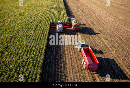 Maisernte, Mähdrescher durch ein Feld von Mais arbeiten, Silage ist direkt gepumpt in einen Anhänger, Deutschland Stockfoto