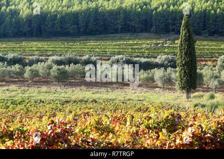 Frankreich, Var, Dracenie, La Motte, Gorges de Pennafort Straße, Weinberge, AOC Côte de Provence Stockfoto