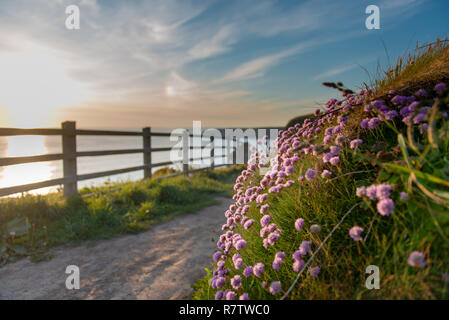 Blumen auf dem Weg zum Bedruthan Steps in Cornwall, UK, Blumenbeet in der Landschaft von Cornwall Stockfoto
