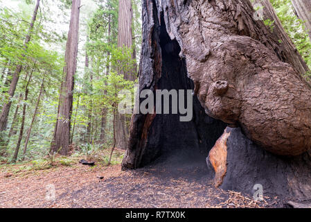 Detailansicht eines ausgebrannten Redwood Tree im Humboldt Redwoods State Park in Kalifornien Stockfoto