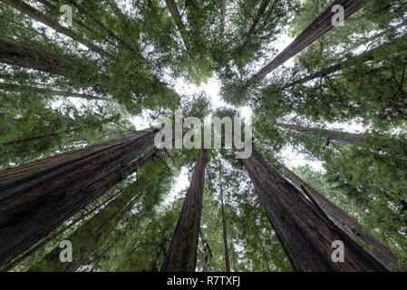 Suche gerade nach oben Redwood Bäumen im Humboldt Redwoods State Park Stockfoto