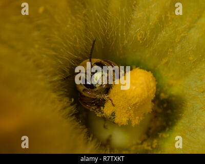 Eine Nahaufnahme Blick an einer Honigbiene tief im Inneren der Blüte der eine Zucchini Pflanze sammelt Pollen. Stockfoto