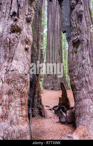 Blick auf Redwood-bäume im Humboldt Redwoods State Park in Kalifornien Stockfoto