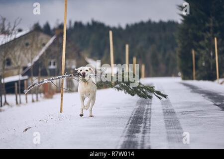 Hund mit 'Christmas Tree'. Labrador Retriever holding Zweig der Kiefer gegen ländliche Landschaft im Winter. Stockfoto