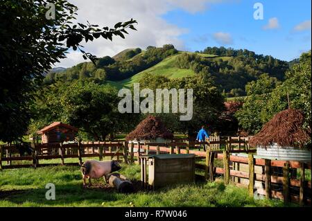 Frankreich, Pyrenees Atlantiques, Baskenland, Aldudes Tal, Pierre Oteiza Zucht von baskischen schwarze Schweine für die Produktion von KINTOA AOC Schinken, joung sow Stockfoto