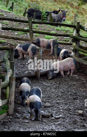 Frankreich, Pyrenees Atlantiques, Baskenland, Aldudes Tal, Pierre Oteiza Zucht von baskischen schwarze Schweine für die Produktion von KINTOA AOC Ham Stockfoto