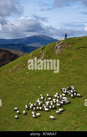 Frankreich, Pyrenees Atlantiques, Baskenland, Camino de Santiago (Jakobsweg) auf dem GR65 zwischen Saint Jean Pied de Port und Roncesvalles in Richtung der Bentarte Pass, Schäfer und seinem manech blackhead Schafe Herde an den Hängen des Leizar Atheka Stockfoto