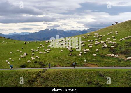 Frankreich, Pyrenees Atlantiques, Baskenland, Camino de Santiago (Jakobsweg) auf dem GR65 zwischen Saint Jean Pied de Port und Roncesvalles, manech blackhead Schafe Herde Stockfoto