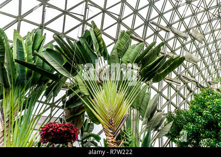 China Shanghai Botanischer Garten Gewächshaus Palmen Stockfoto