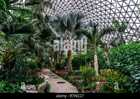 China Shanghai Botanischer Garten Gewächshaus Verschiedenen Palmen Stockfoto