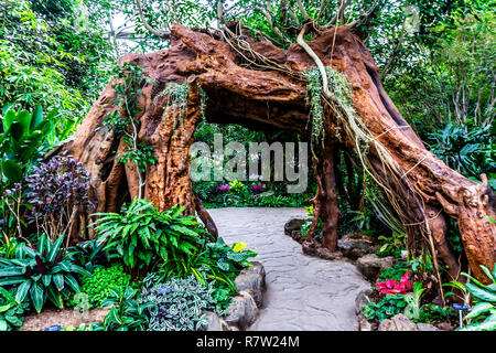 China Shanghai Botanischer Garten Gewächshaus feucht-tropisches Klima Pflanzen und Bäume Stockfoto