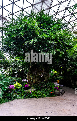 China Shanghai Botanischer Garten Gewächshaus feucht-tropisches Klima Pflanzen und Bäume Stockfoto