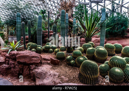 China Shanghai Botanischer Garten Gewächshaus trockene Klima verschiedene Arten von Kakteen Stockfoto