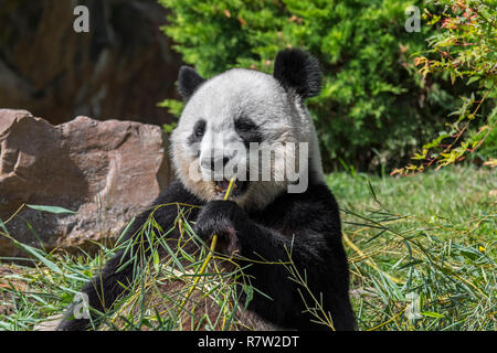 In der Nähe von Giant panda (Ailuropoda lalage) essen Bambus in Zoo Stockfoto