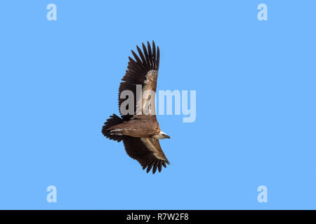 Gänsegeier/Eurasian Griffon (Tylose in Fulvus) im Flug, steigenden gegen den blauen Himmel Stockfoto